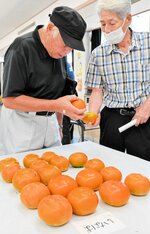 柿の大きさや色づきを確認する生産者＝２６日、北栄町の県園芸試験場