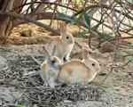 　大久野島のウサギ＝２２日午後、広島県竹原市