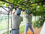 　茨城農芸学院でブドウを収穫する在院者たち＝２０２３年８月（法務省提供）