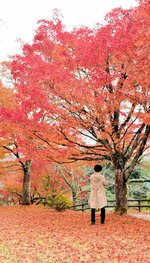 赤く色づいて見頃を迎えたモミジ＝２２日、香美町村岡区村岡の御殿山公園