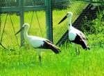 鳥取県北栄町で救護された卵からふ化し、大きく育ったコウノトリ＝兵庫県豊岡市の県立コウノトリの郷公園