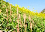 風に揺れるツクシとアブラナの花＝１５日、新温泉町浜坂