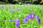 紫色の美しい花を咲かせた唐川のカキツバタ群落＝２００８年５月