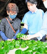 ピーマンの出来を確かめる生産者＝２０日、日南町生山の日南野菜集荷センター