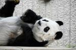 　中国への返還期限延長が決まった、神戸市立王子動物園のジャイアントパンダ「タンタン」＝１１月（同市提供）