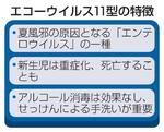 　エコーウイルス１１型の特徴