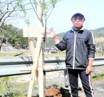 新たに植樹された桜の若木と看板