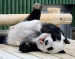 　２８歳の誕生日を迎えた雌のジャイアントパンダ「タンタン」＝１６日午後、神戸市立王子動物園