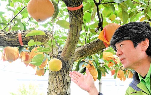 ４品種の赤梨が実る「ふしぎなナシの木」に実った青梨＝１０月２７日、倉吉市の鳥取二十世紀梨記念館なしっこ館