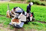 有機栽培されたニンジンの収穫作業＝２４日、日南町福万来