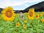 鮮やかに咲き誇るヒマワリ＝２７日、香美町香住区三谷のさとの風ファ～ム