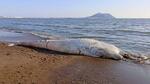 　北海道北斗市の浜に漂着したクジラの死骸＝１８日午後