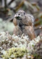 　北海道の山岳地帯にだけ生息する、準絶滅危惧種のエゾナキウサギが鹿追町の然別湖近くで姿を現した。岩の上を素早く動き回ったり、木の葉を食べたりとかわいらしい姿を見せていた。秋の間に餌を集め巣穴で冬を越すという＝５日午前