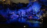 　青い光でライトアップされた八芳園の日本庭園＝東京・白金台（提供写真）