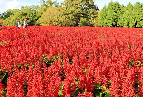 花の丘を真っ赤に染め上げるサルビア＝１６日、南部町のとっとり花回廊