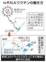 　ｍＲＮＡワクチンの働き方