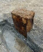 　穴太遺跡から出土した大型掘っ立て柱建物跡の角材＝１４日、大津市