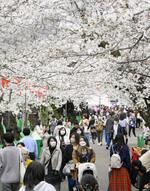 　昨年４月、東京・上野公園で満開の桜を楽しむ人たち