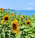 見頃を迎えているヒマワリ＝１４日、琴浦町赤碕の鳴り石の浜