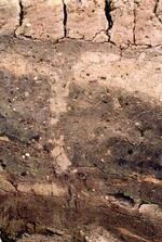 　発掘された９世紀の地割れ跡。白い地層が割れ目に落ち込んでいる＝１９９３年、新潟県長岡市の八幡林遺跡（寒川旭氏提供）