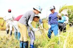 力合わせ　力を合わせて稲を刈り取る子どもたち