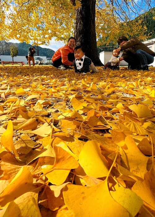 落葉したイチョウで黄金色に染まるグラウンド＝１４日、鳥取県日南町三栄の旧日野上小
