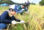 慎重な手つきで稲を刈る児童ら＝５日、倉吉市大立の田んぼ