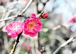 開花した鮮やかな紅色の梅の花＝２３日、香美町香住区七日市の天満神社