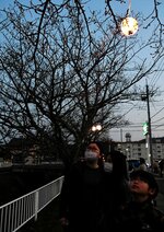 ちょうちんに照らされた桜のつぼみを眺める家族連れ＝２４日、倉吉市下田中町