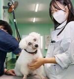 　大垣養老高校の「犬クラブ」部長の加納心葉さんと、ブラッシングされる保護犬のトイプードルの雌「新絆」＝２０２４年１０月、岐阜県養老町