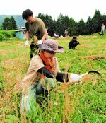 小麦の刈り取り作業に汗を流す参加者＝２日、新温泉町塩山