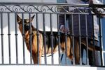 　バイデン米大統領の愛犬「コマンダー」＝２０２２年１１月、ワシントンのホワイトハウス（ＡＰ＝共同）