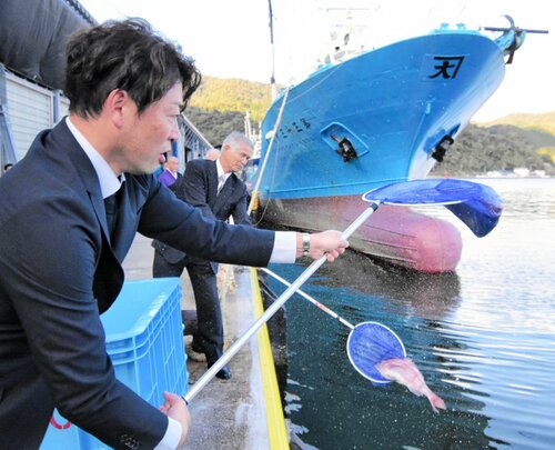 マダイを境水道に放つ生産者＝１１日、境港市昭和町