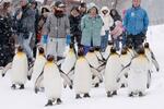 　「ペンギンの散歩」のリハーサルで雪道を行進するペンギン＝２２日午後、北海道旭川市の旭山動物園