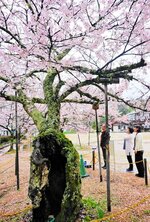 旧成器小校庭で１世紀以上、地区の歴史を見守ってきた「成器百年桜」。今年も満開となった（４月９日撮影）