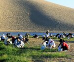 砂丘のオアシス周辺で除草に励むボランティア＝２０２３年８月２６日（鳥取砂丘未来会議提供）