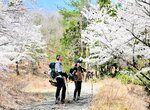 登山道沿いに並ぶ見頃を迎えたソメイヨシノ＝１０日、香美町村岡区の蘇武岳