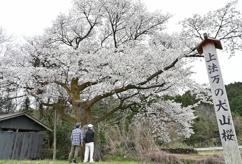 枝いっぱいにピンク色の花を咲かせる上法万の大山桜＝２日、鳥取県琴浦町法万