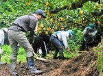 土砂などがなだれ込んだ梨農家のほ場を整備する鳥取県職員災害応援隊ら＝２１日、鳥取市佐治町高山