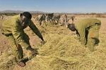 　干し草をまく自然保護団体職員らと、グレビーシマウマ＝２０２２年１０月、ケニアのバファロー・スプリングス国立保護区（共同）