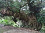 鳥取県琴浦町の「伯耆の大シイ」＝２０２４年９月19日、春日神社