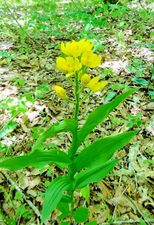 黄金色の花を付けたキンラン＝１１日、香美町村岡区和池のたじま高原植物園