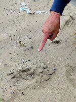 １日に鳥取市福部町で見つかったクマとみられる足跡