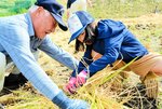 丁寧に　丸山集落営農組合の組合員に教わりながら稲を束ねる子ども