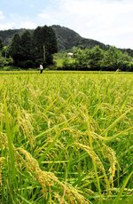 たわわに実った早期米のコシヒカリ。秋の気配を感じさせる＝８日、八頭町見槻中