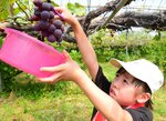 おいしそうなブドウを収穫しようと手を伸ばす児童＝７日、北栄町松神の浜根農園