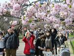 　大阪市北区の造幣局で始まった「桜の通り抜け」＝５日午前