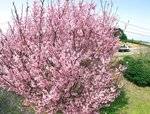 陽気に誘われ咲き誇る啓翁桜＝２５日、鳥取県大山町赤坂