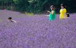 　見頃を迎え、鮮やかな紫色に染まったラベンダー畑を楽しむ観光客＝２０日、北海道中富良野町