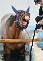 　「馬のプール開き」で初泳ぎした後、温泉を浴び大あくびする競走馬＝２３日午後、福島県いわき市